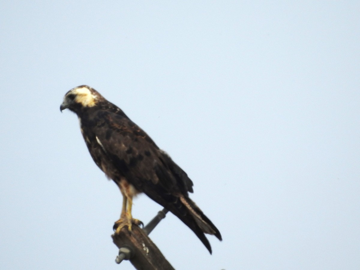 White-tailed Hawk - ML641089763