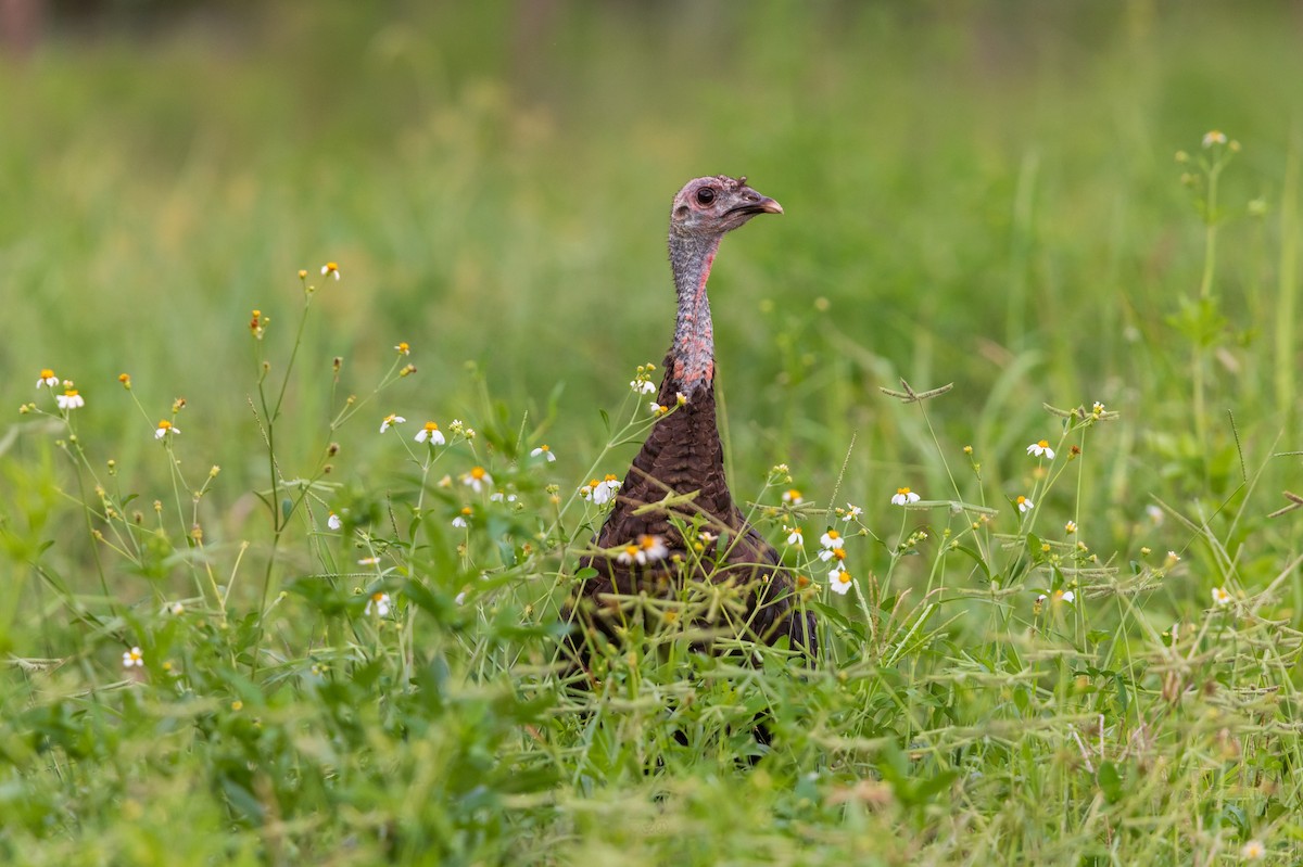 Wild Turkey - ML641089772