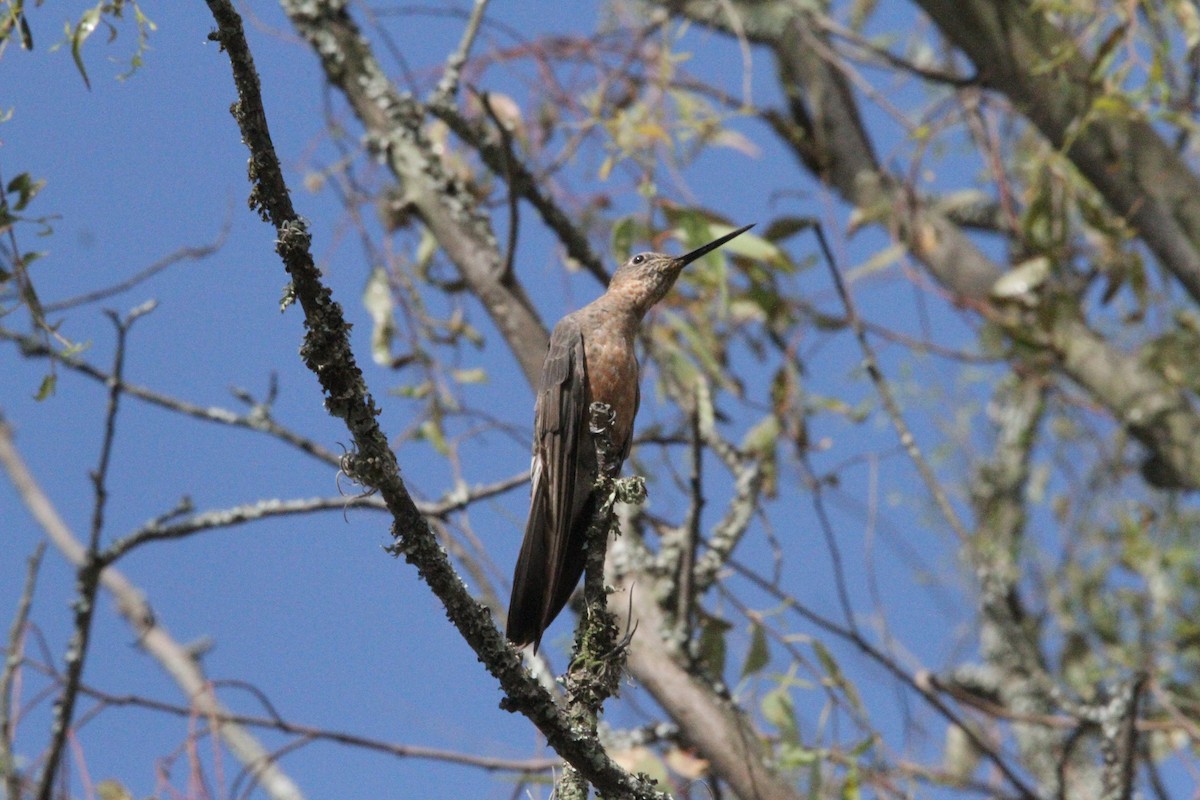 Giant Hummingbird - ML641089784