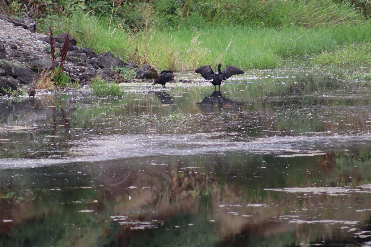 Double-crested Cormorant - ML641089785