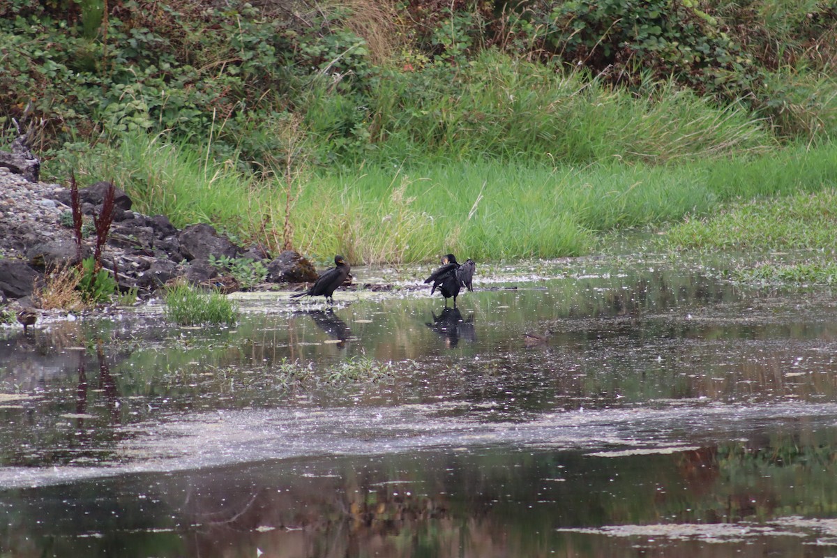 Double-crested Cormorant - ML641089786