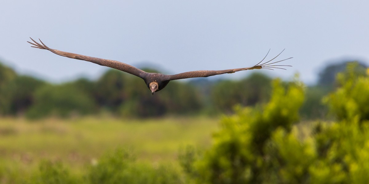 Turkey Vulture - ML641089800