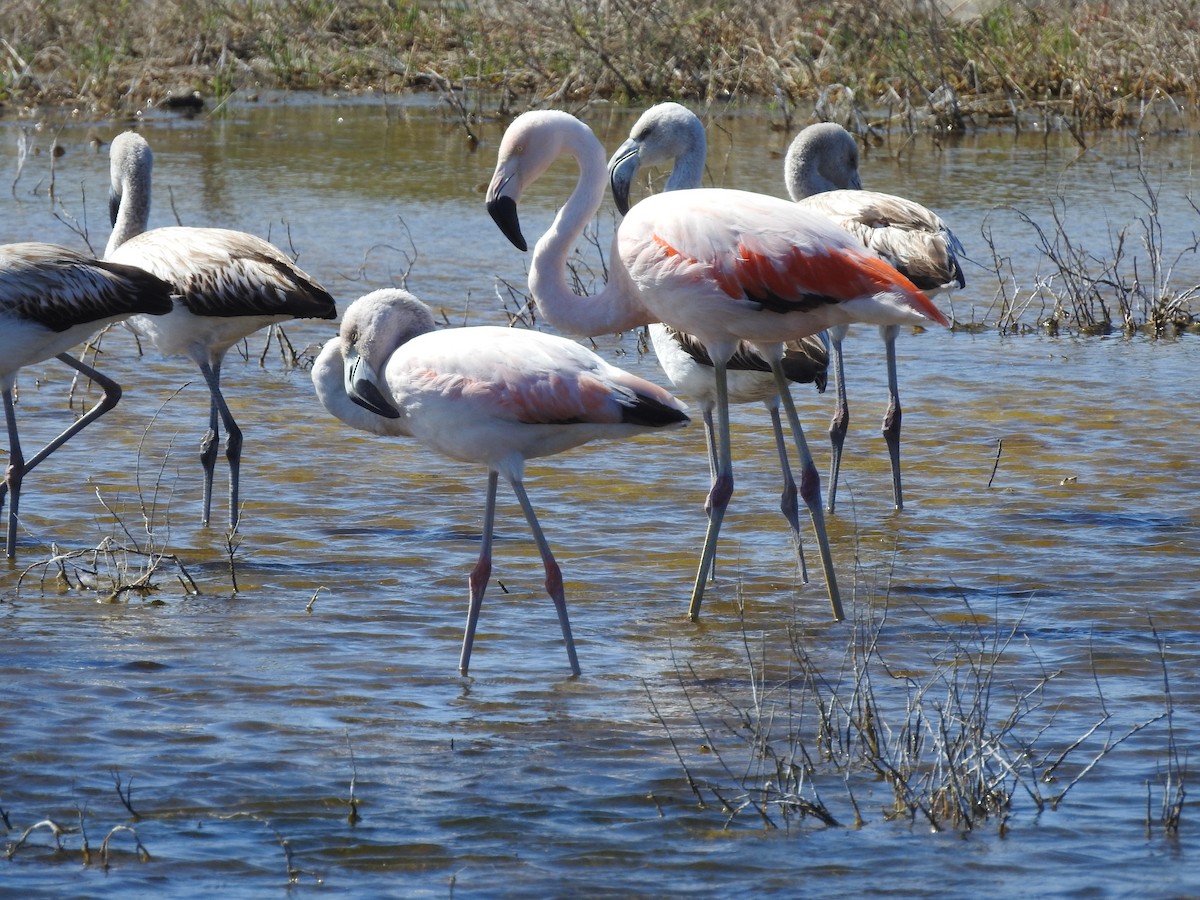Chilean Flamingo - ML641089816