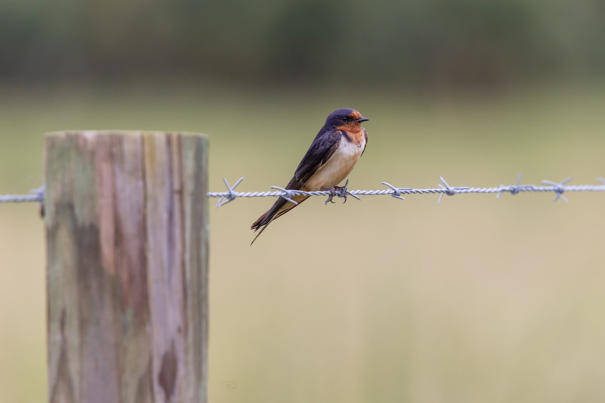 Barn Swallow - ML641089845