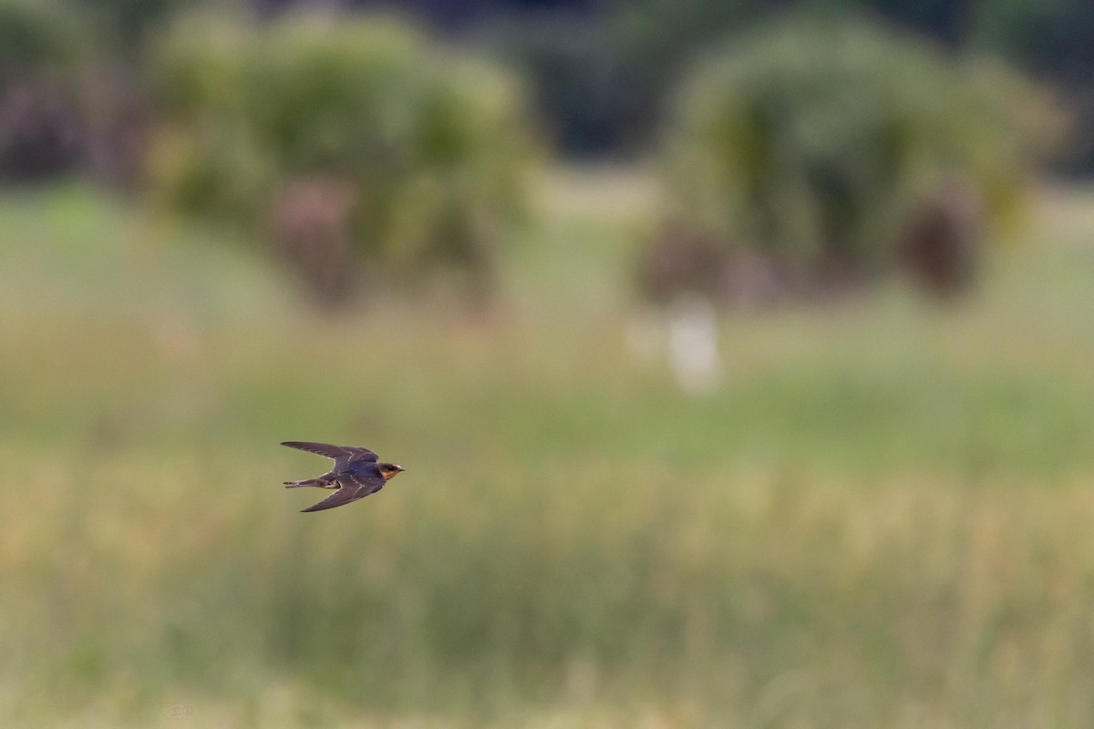Barn Swallow - ML641089847