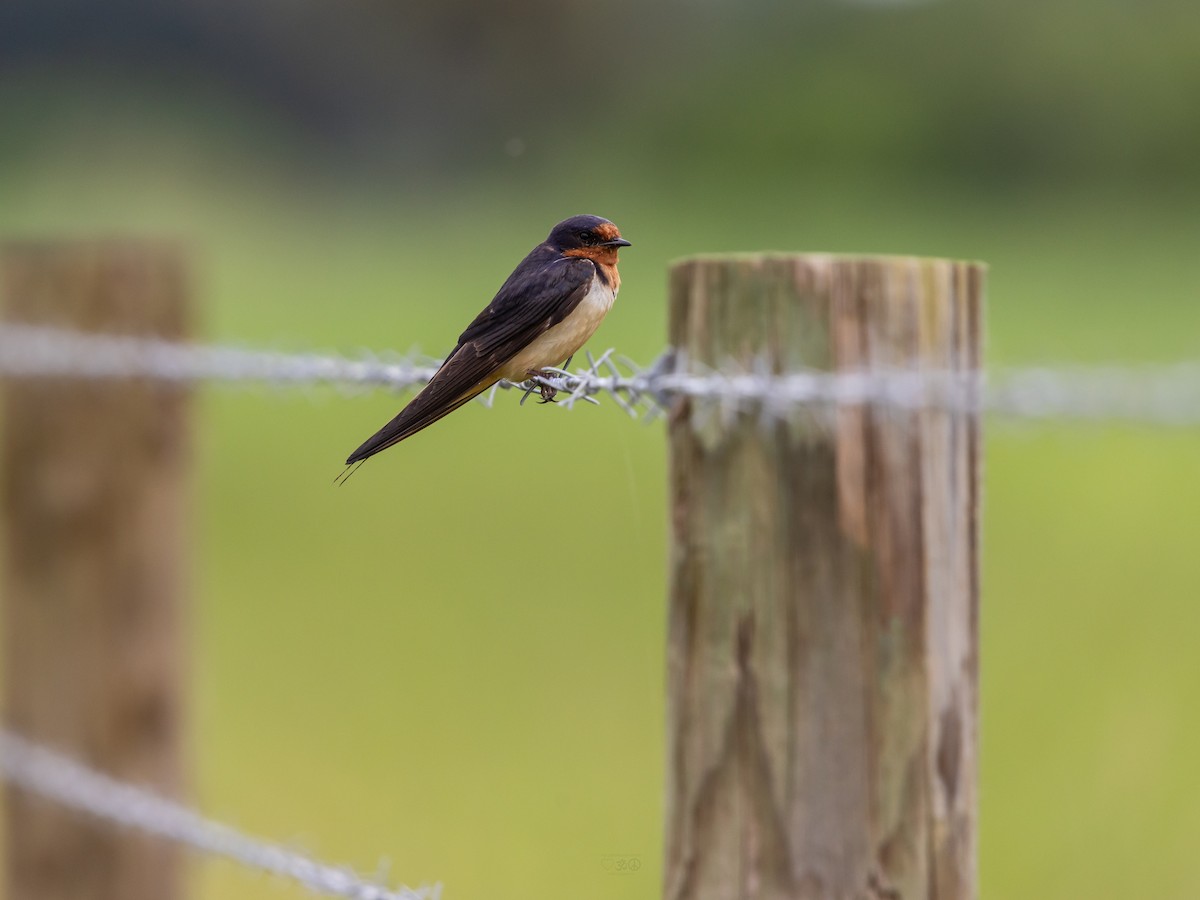 Barn Swallow - ML641089848