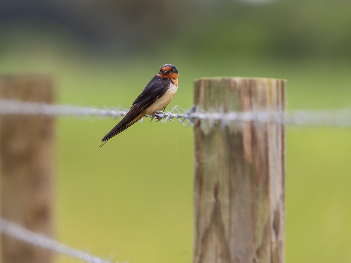 Barn Swallow - ML641089850