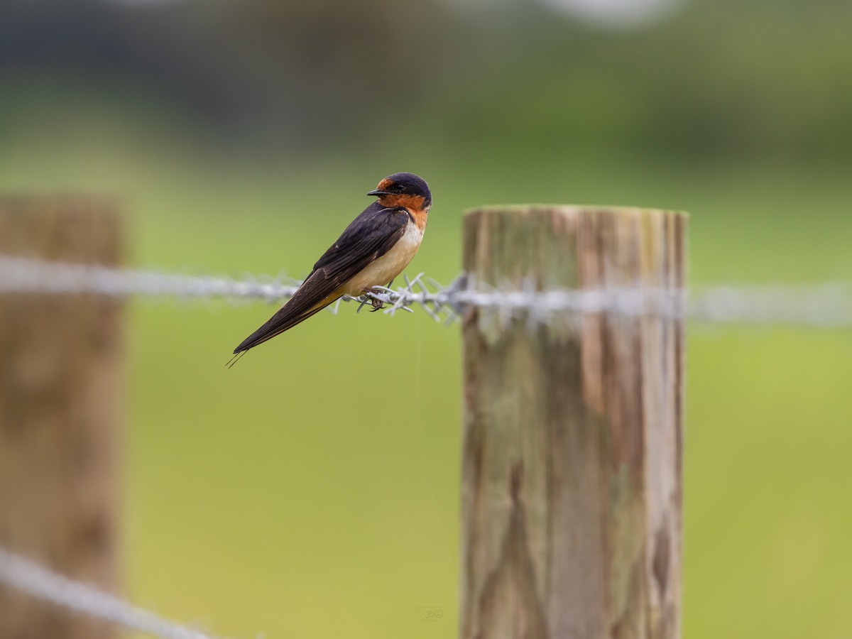 Barn Swallow - ML641089851
