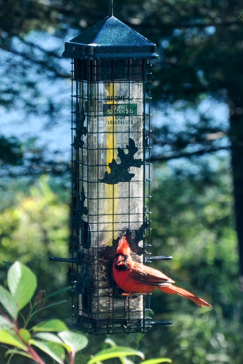 Northern Cardinal - ML641089867