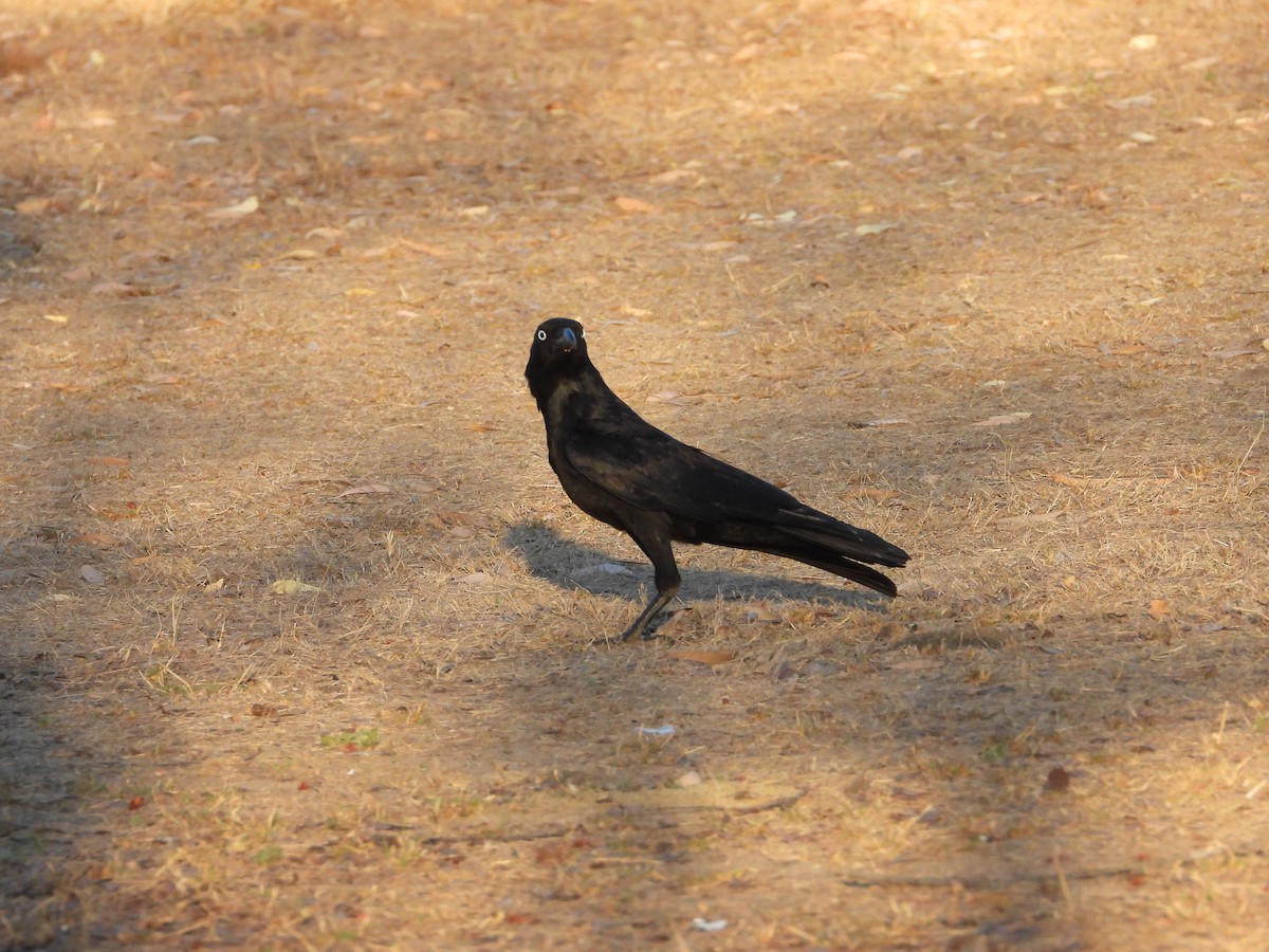 Torresian Crow - ML641089868