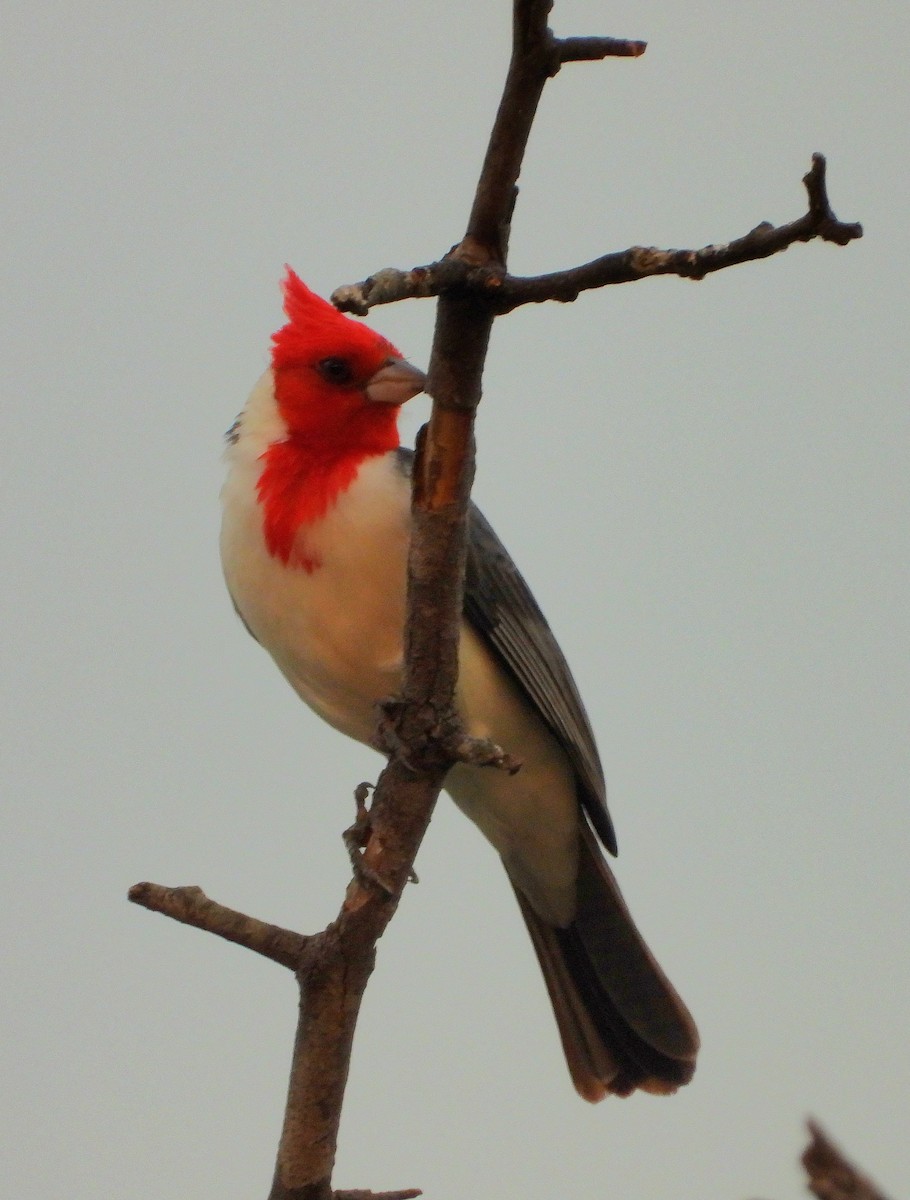 Red-crested Cardinal - ML641089873