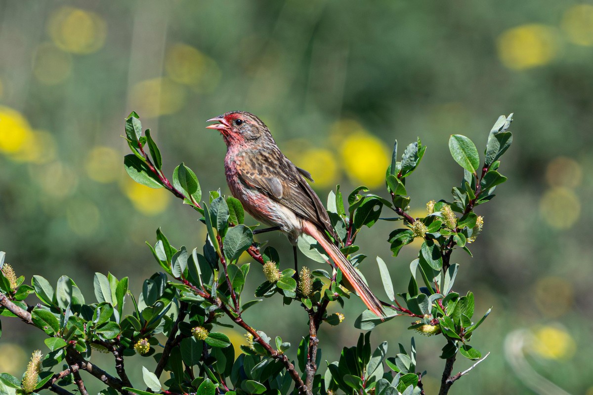 Przevalski's Pinktail - ML641089874