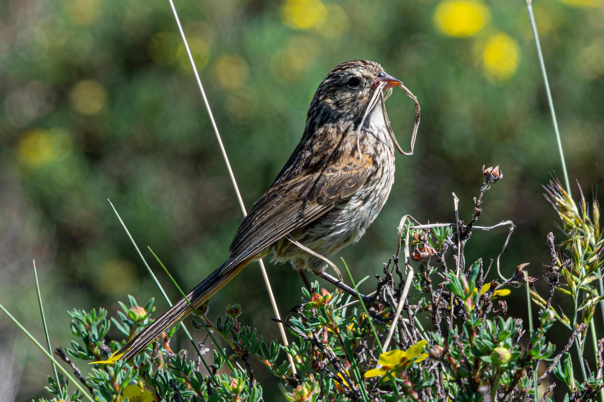 Przevalski's Pinktail - ML641089875