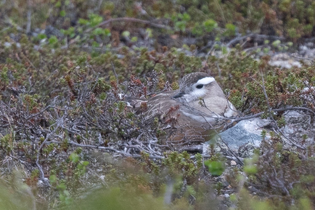 Eurasian Dotterel - ML641089877