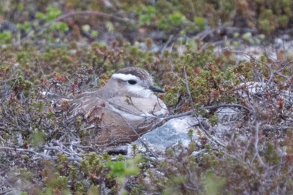 Eurasian Dotterel - ML641089878