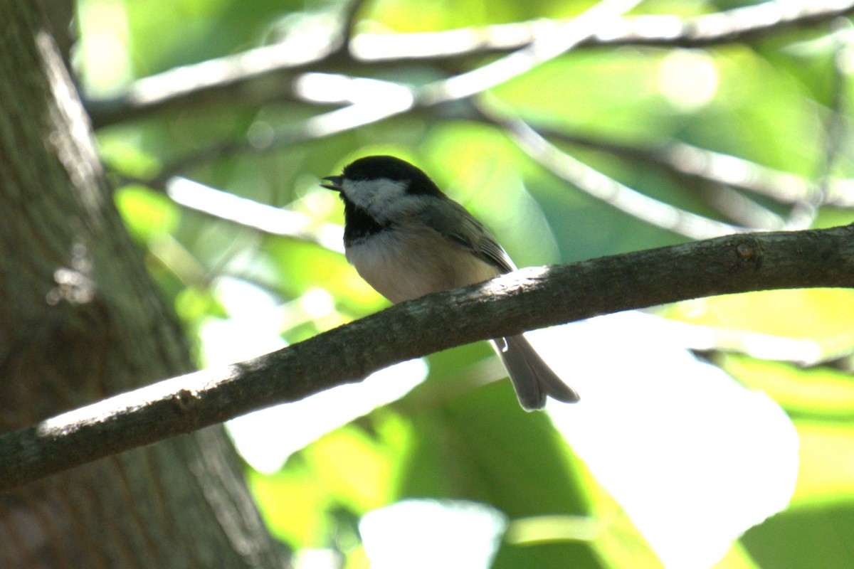 Carolina Chickadee - ML641089881
