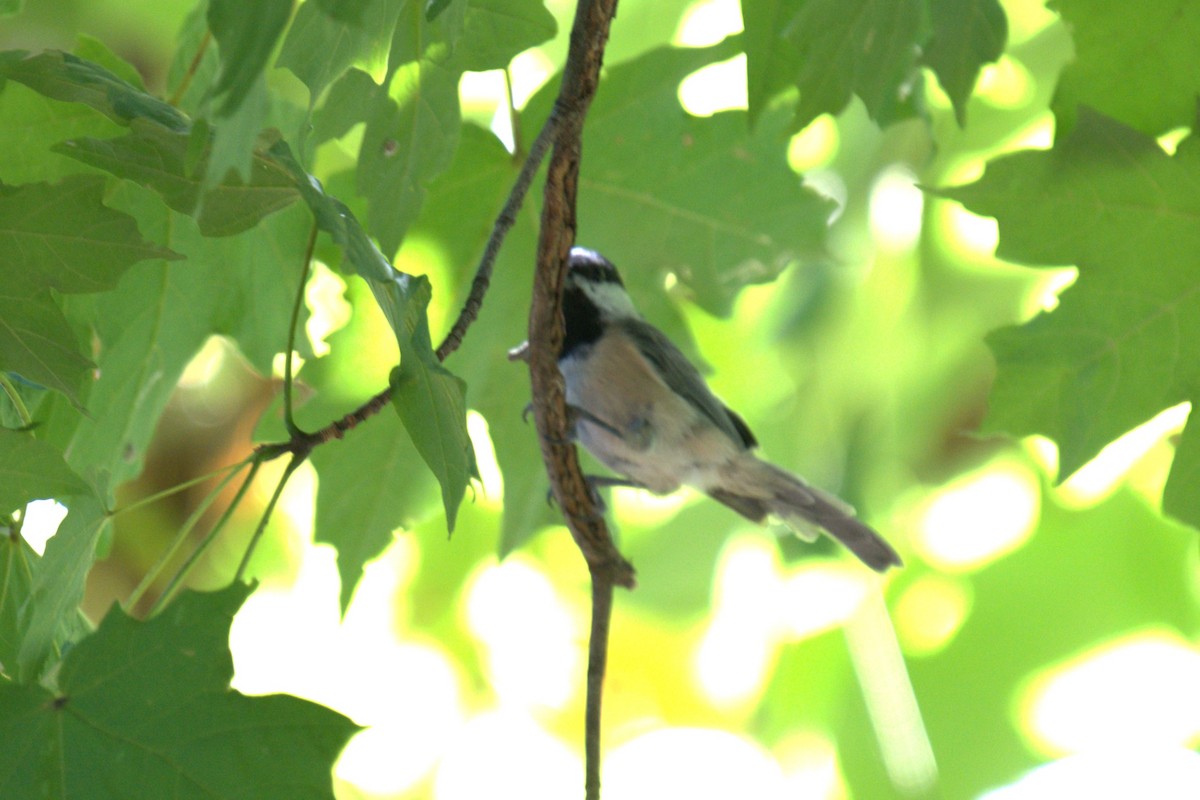 Carolina Chickadee - ML641089882