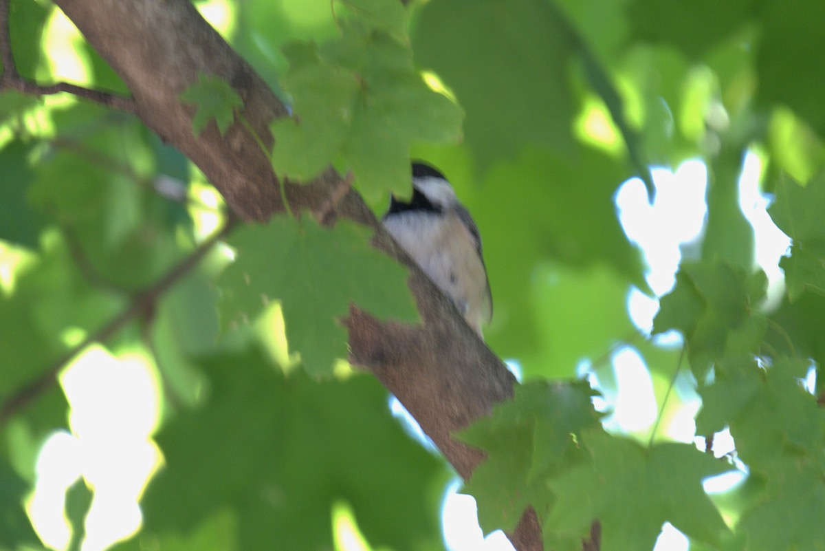 Carolina Chickadee - ML641089883