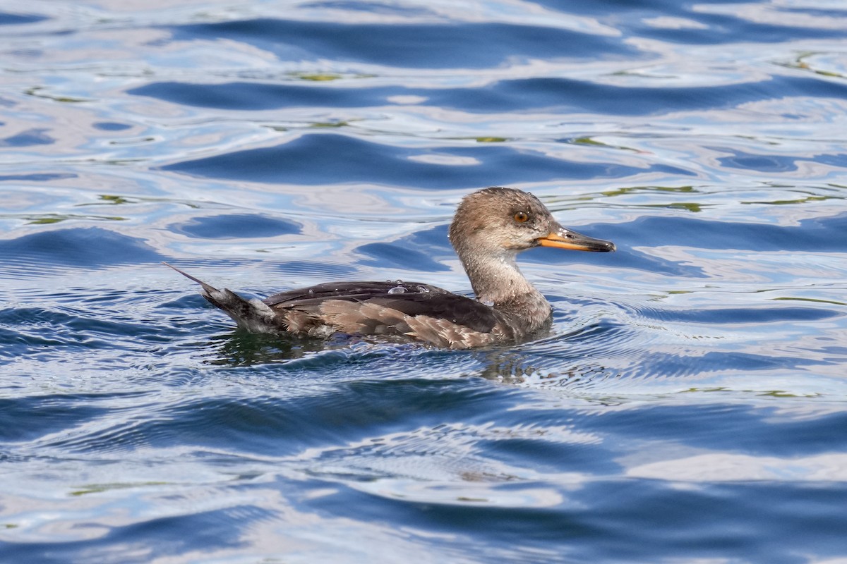 Hooded Merganser - ML641089885