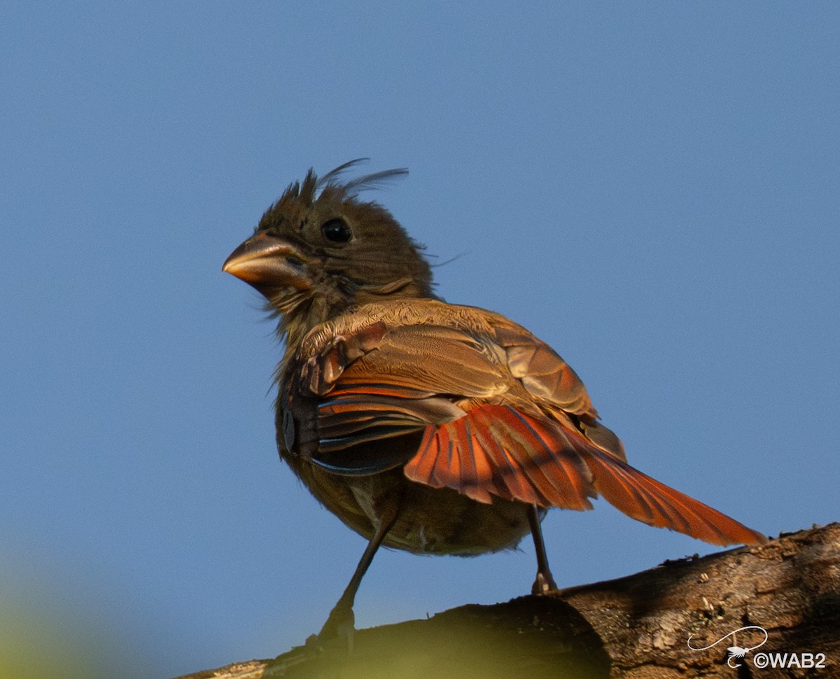 Northern Cardinal - ML641089886