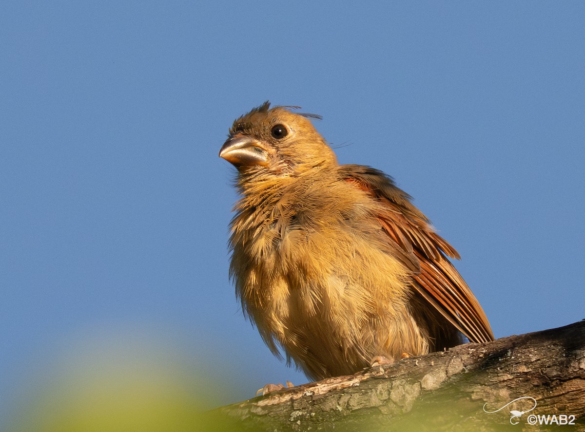 Northern Cardinal - ML641089887
