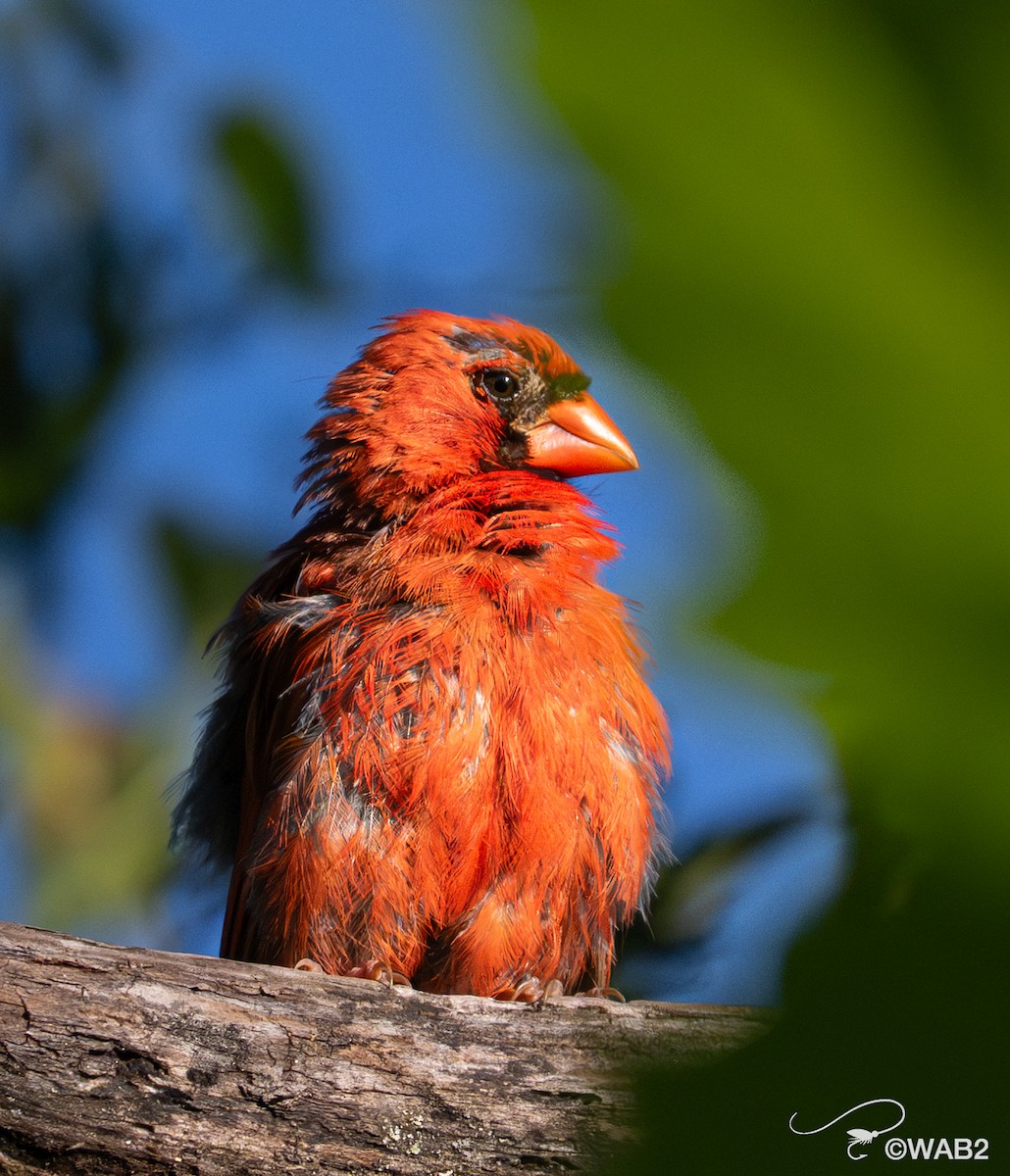 Northern Cardinal - ML641089888