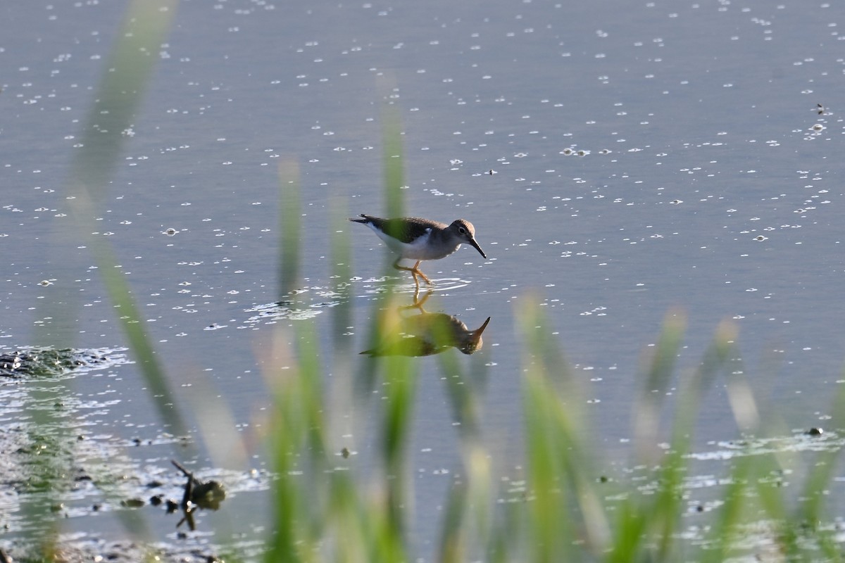 Spotted Sandpiper - ML641089891