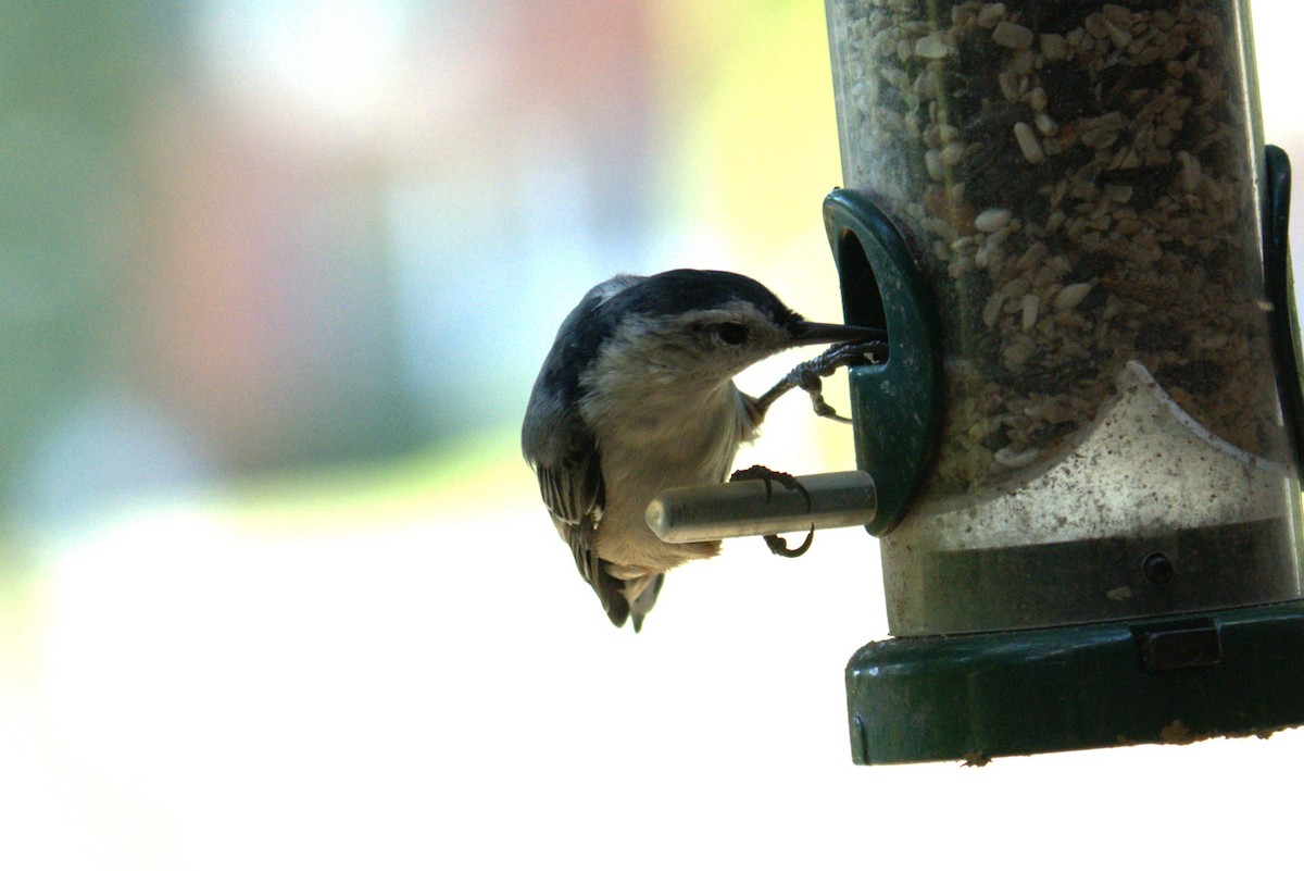 White-breasted Nuthatch - ML641089906