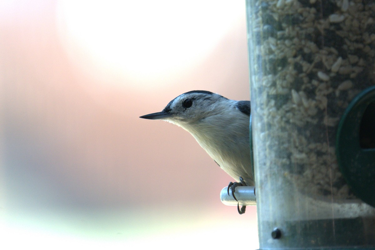 White-breasted Nuthatch - ML641089907