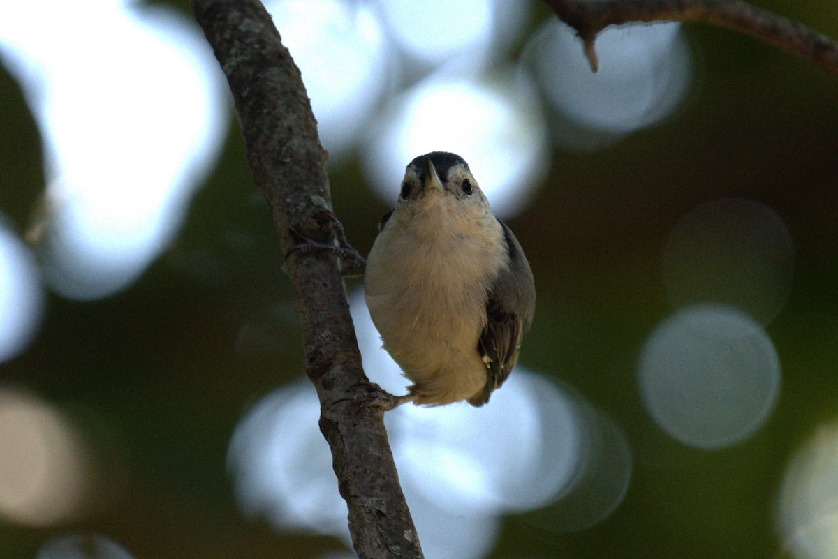 White-breasted Nuthatch - ML641089908