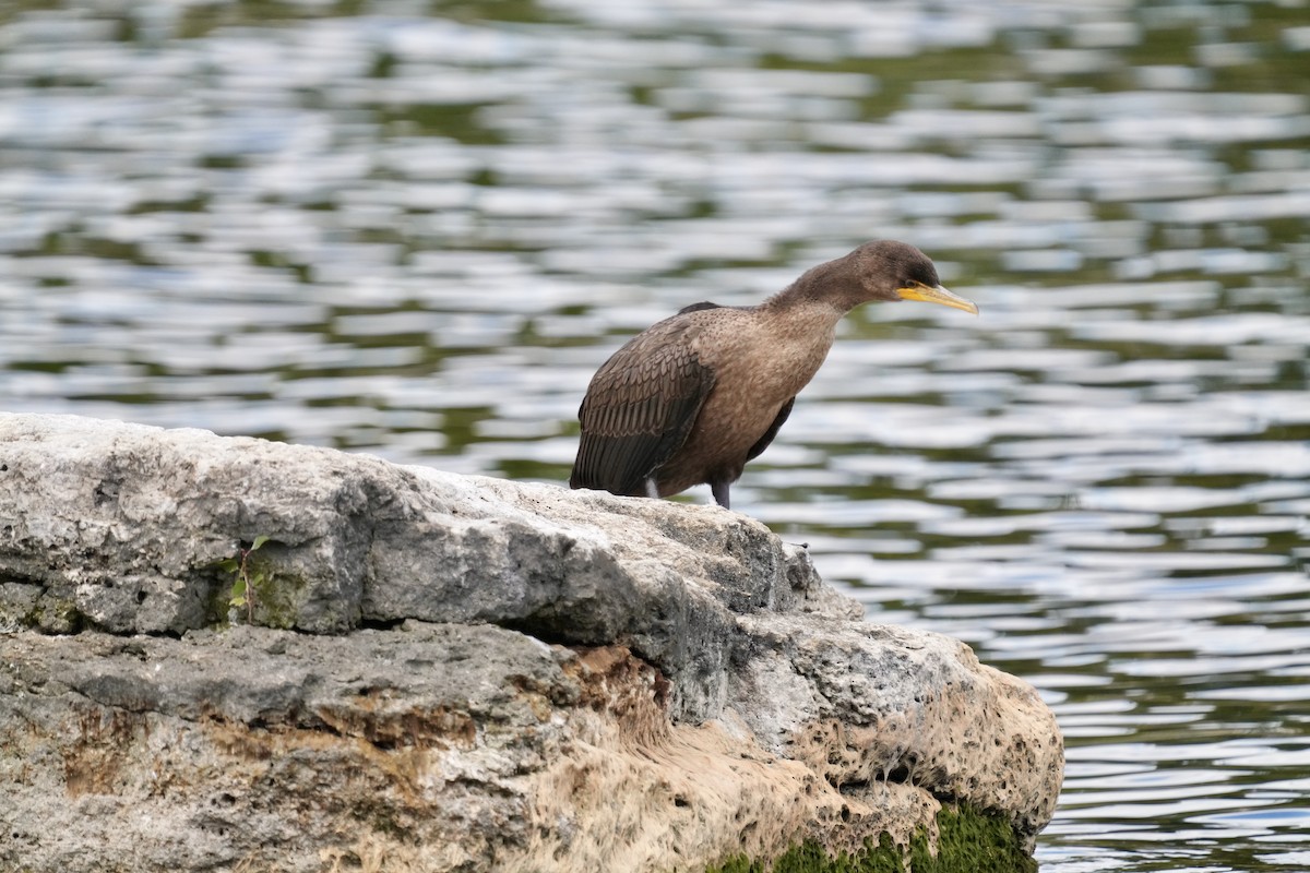 Double-crested Cormorant - ML641089917