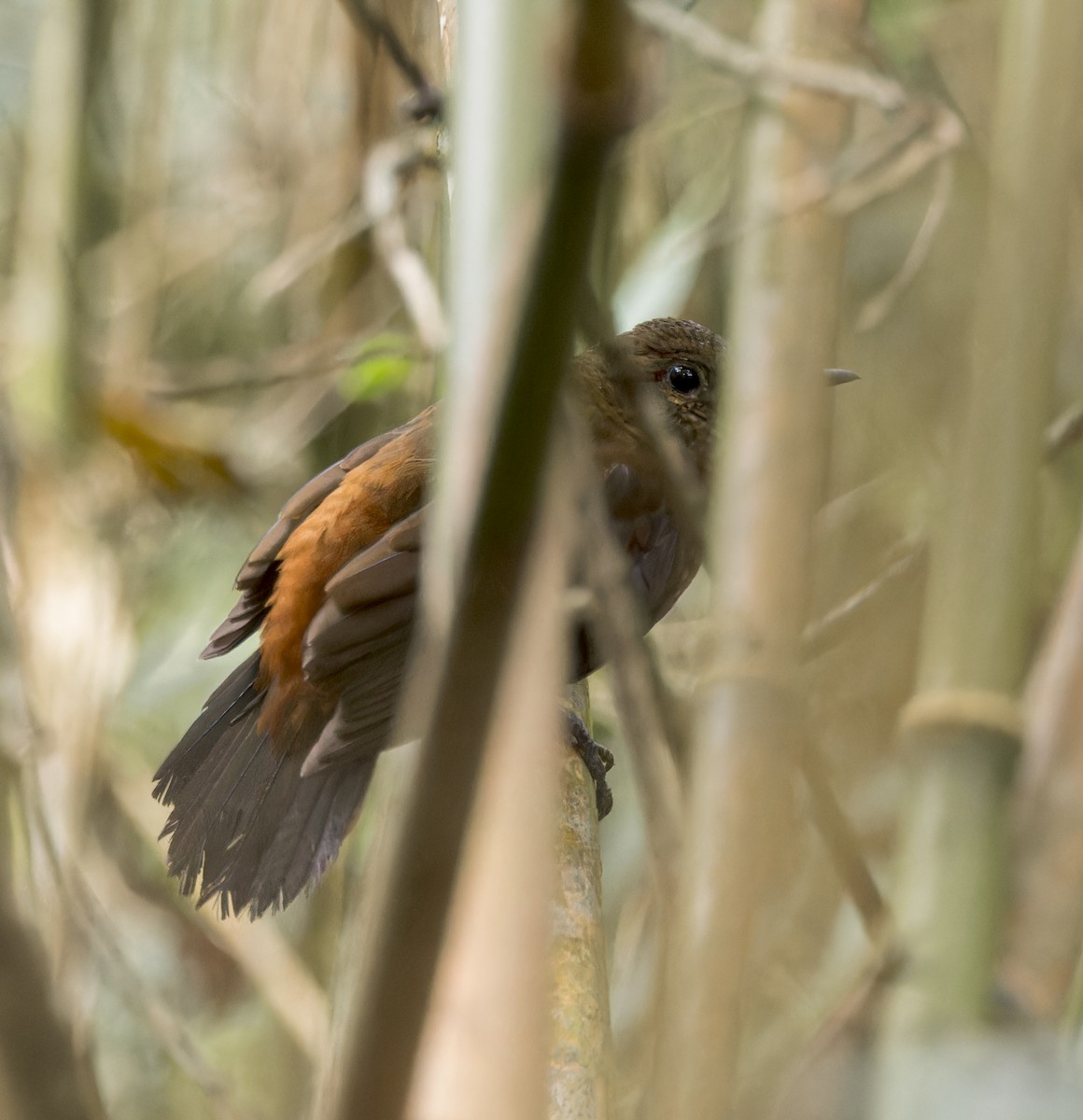 Rufous-breasted Leaftosser - ML641089918