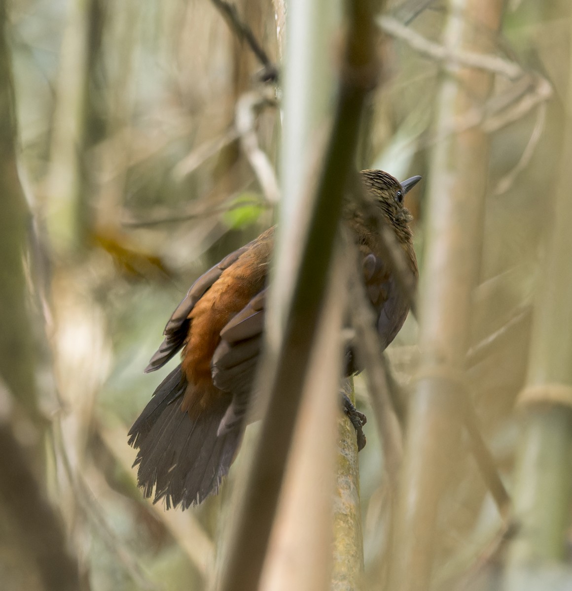 Rufous-breasted Leaftosser - ML641089919