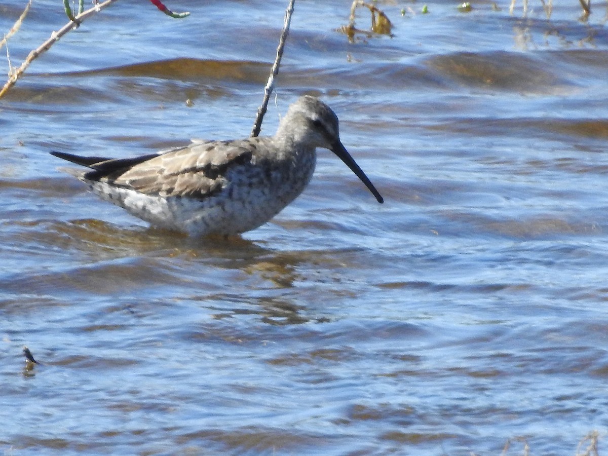 Stilt Sandpiper - ML641089929