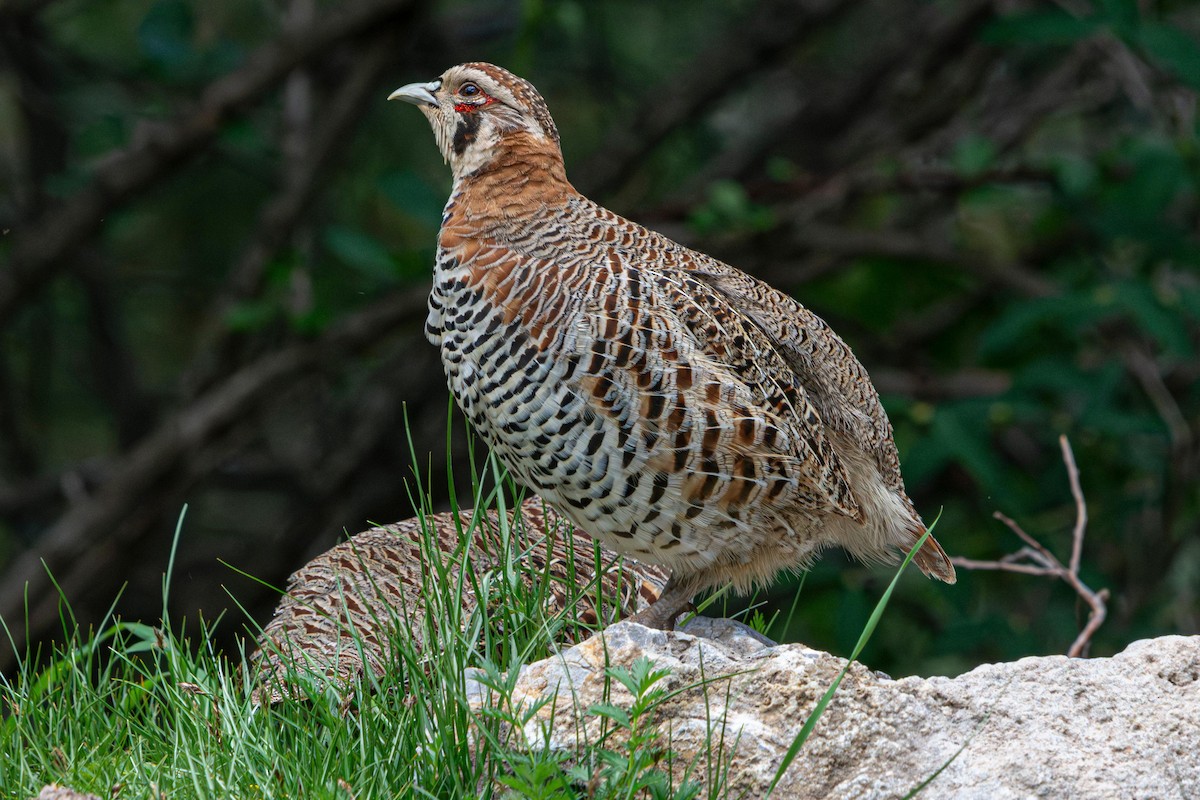 Tibetan Partridge - ML641089941