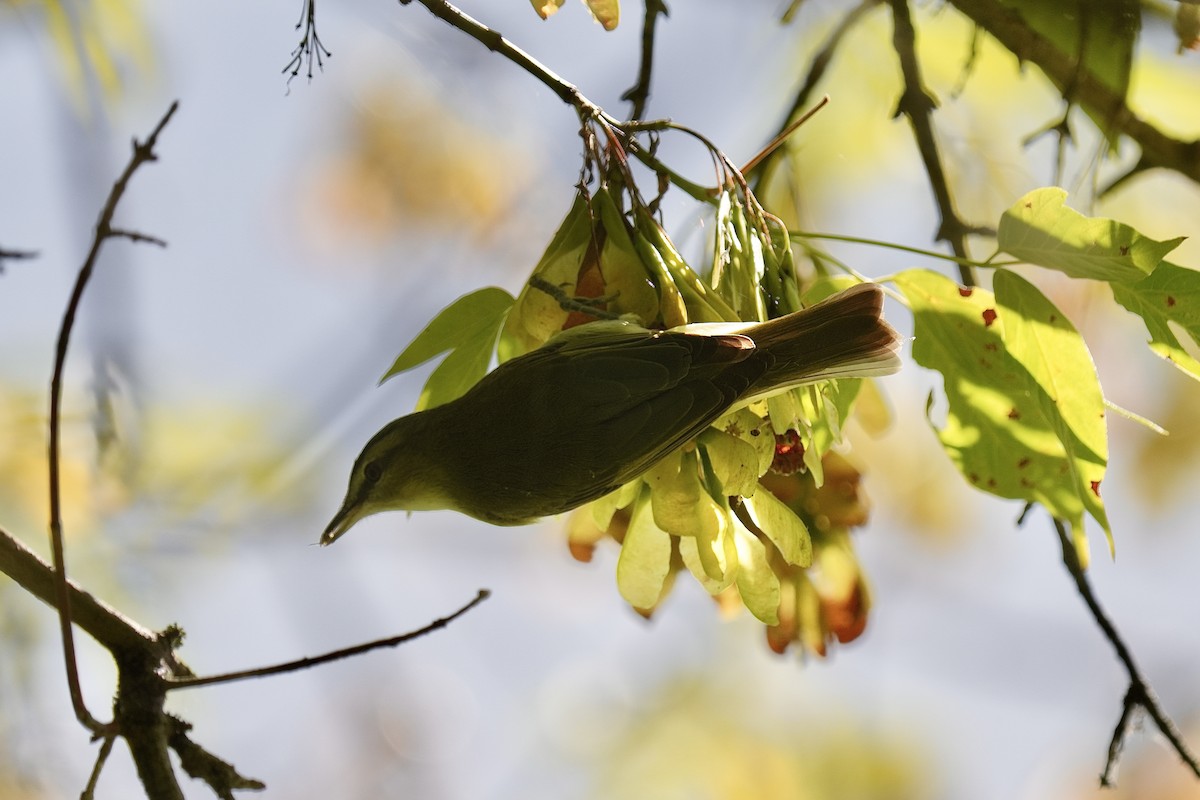 Vireo Ojirrojo - ML641089951