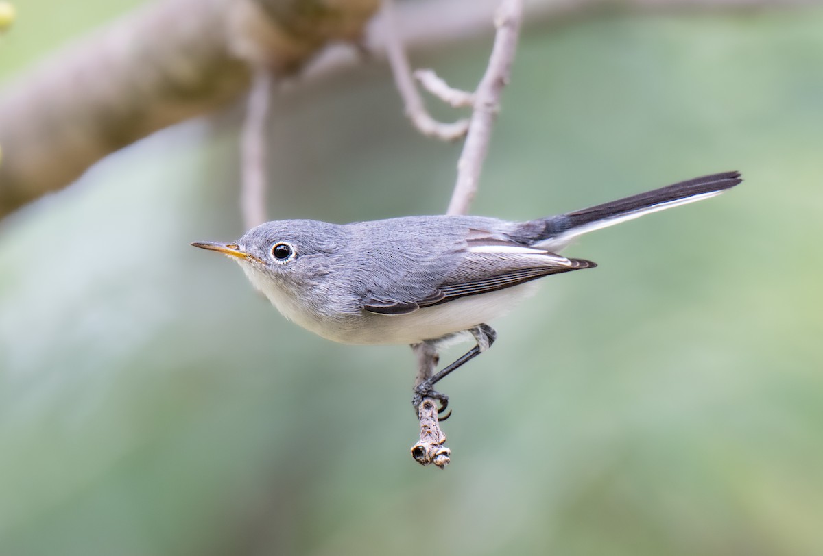 Blue-gray Gnatcatcher - ML641089973