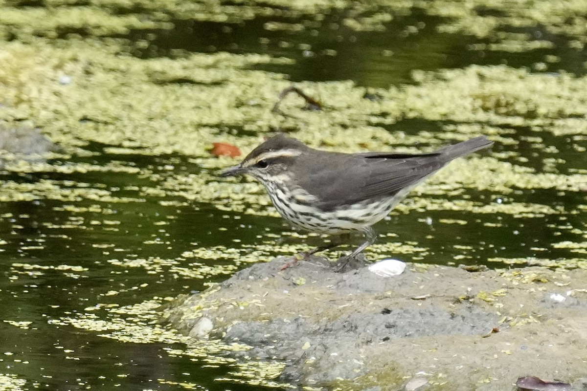 Paruline des ruisseaux - ML641089978