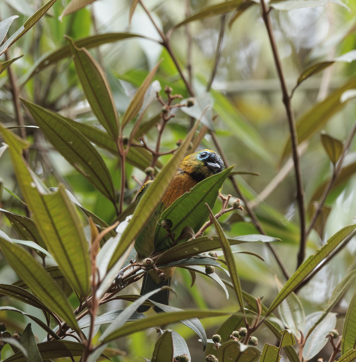Brassy-breasted Tanager - ML641089994