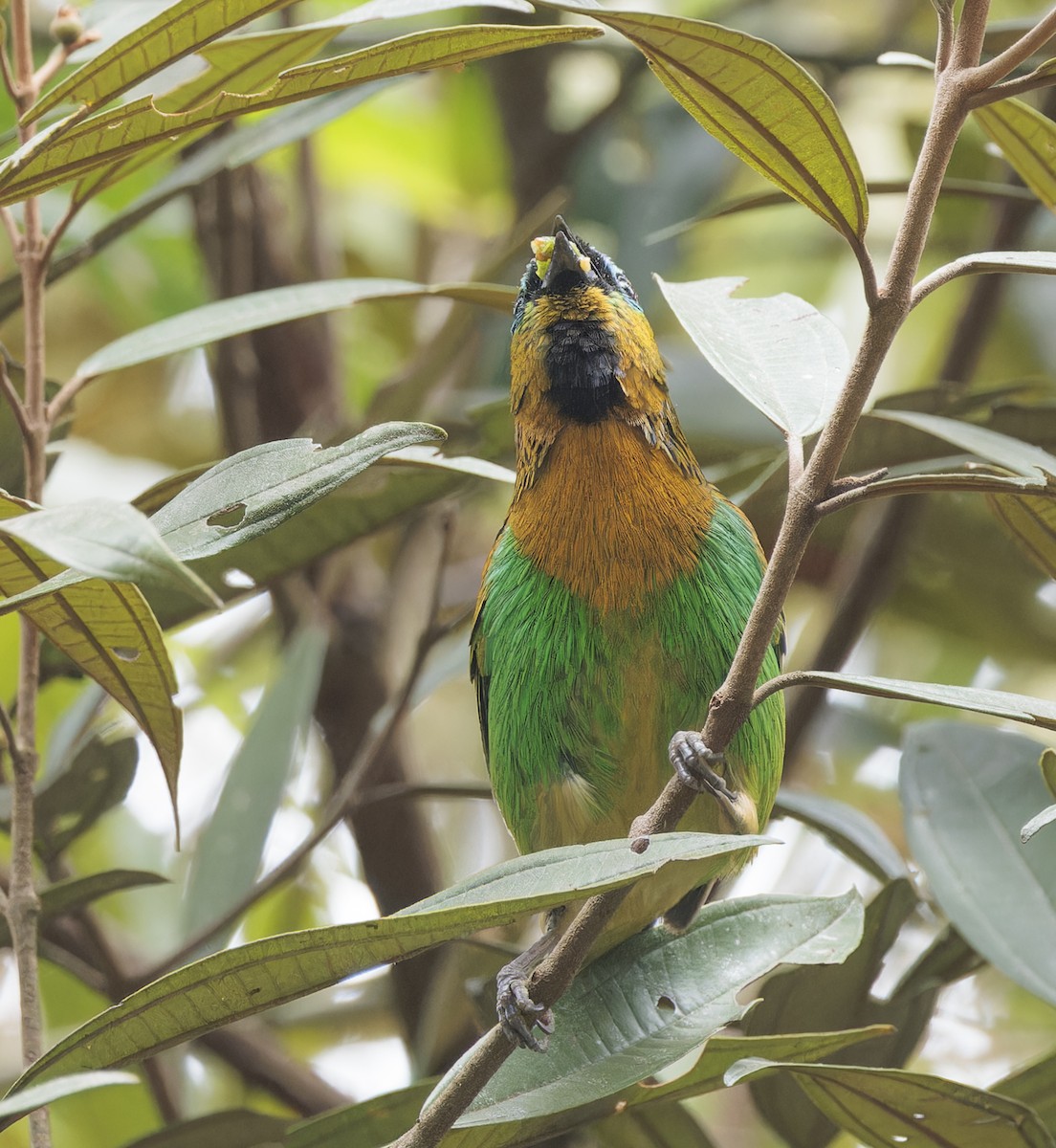 Brassy-breasted Tanager - ML641089996