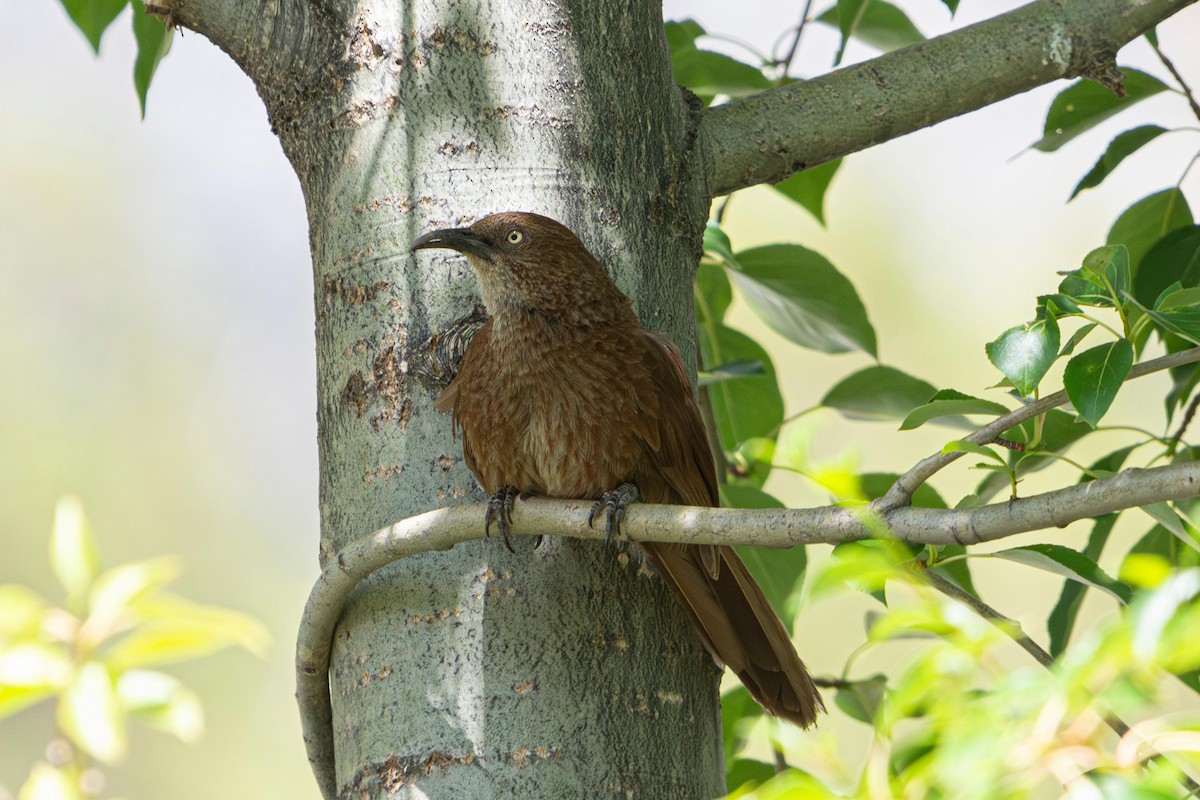 Tibetan Babax - ML641090001