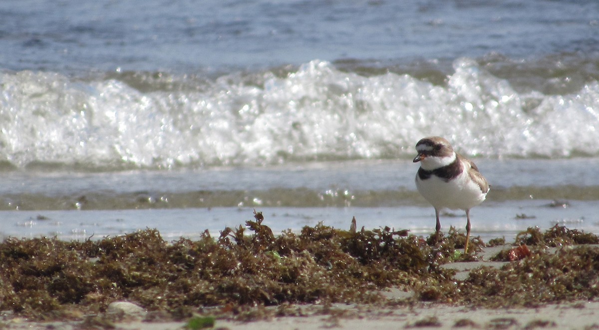 Semipalmated Plover - ML641090008