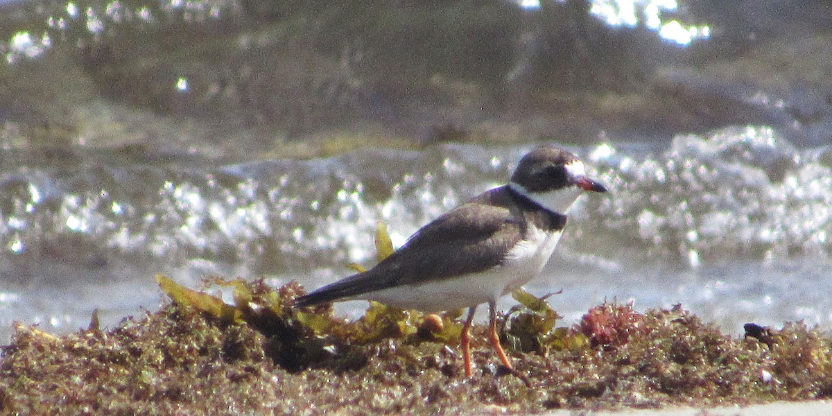 Semipalmated Plover - ML641090010