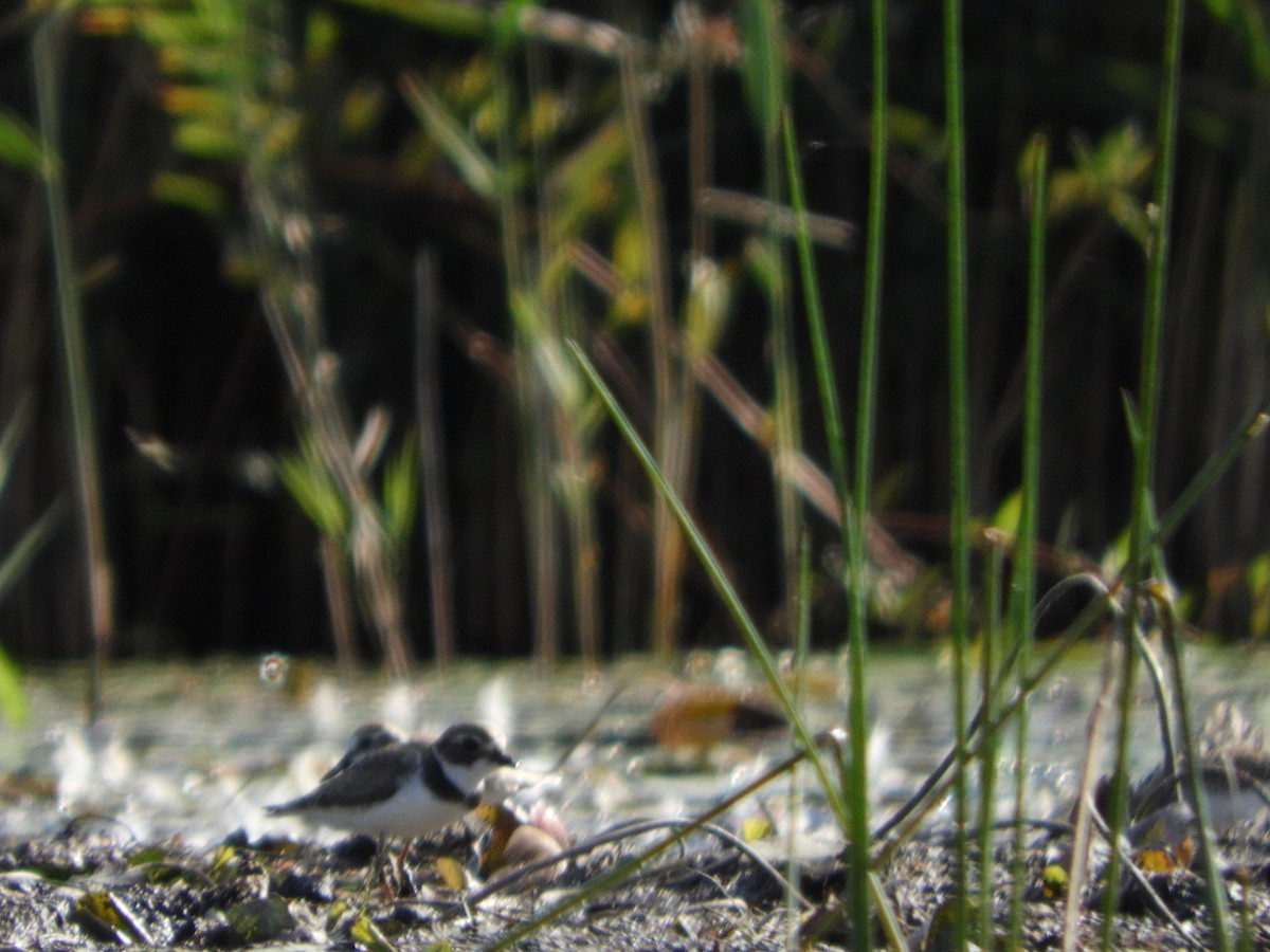 Semipalmated Plover - ML641090022