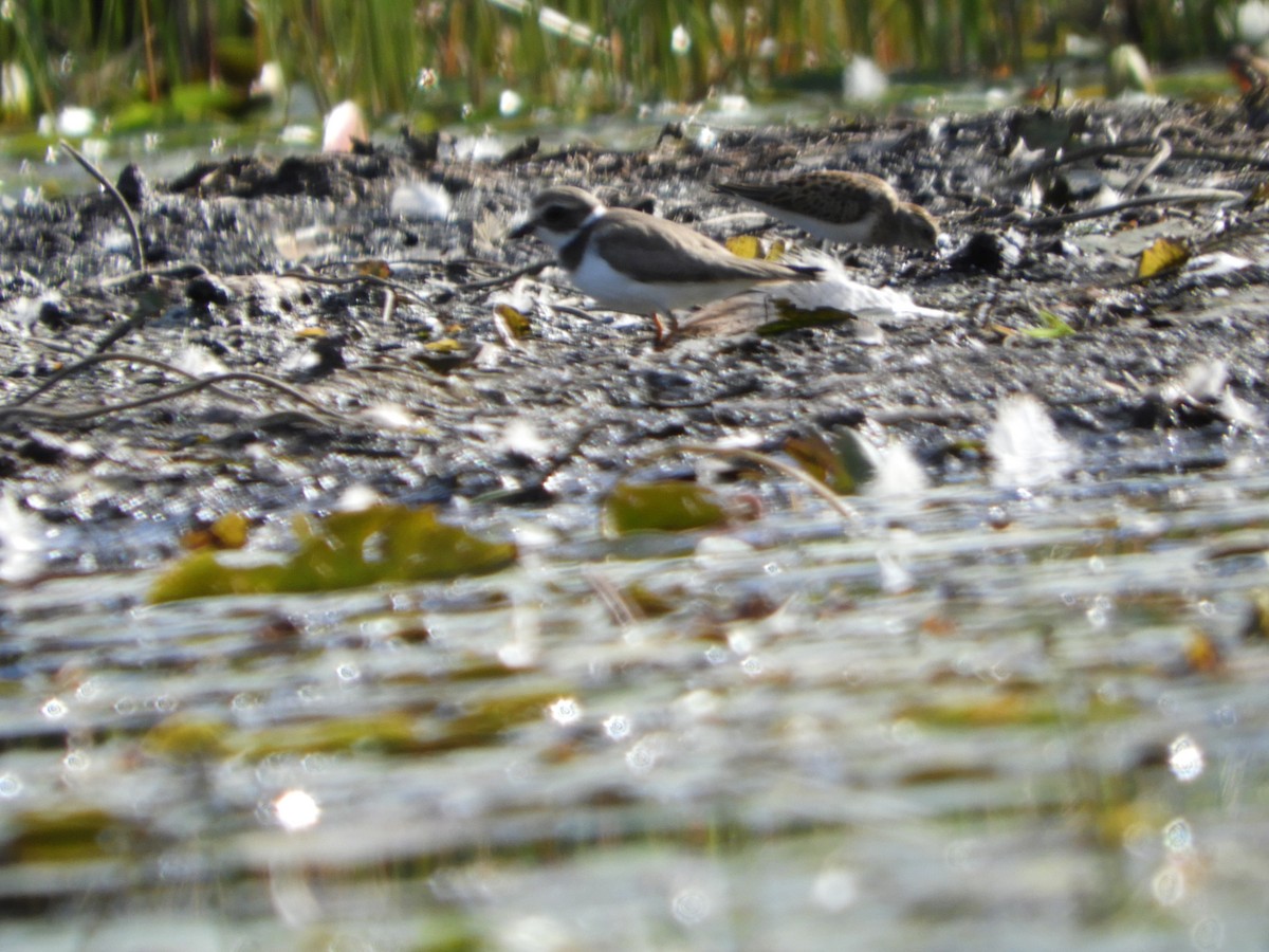 Semipalmated Plover - ML641090024