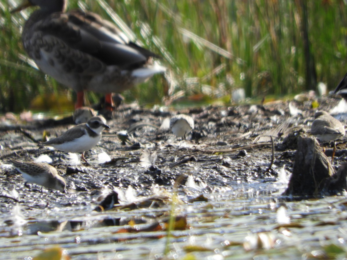 Semipalmated Plover - ML641090025