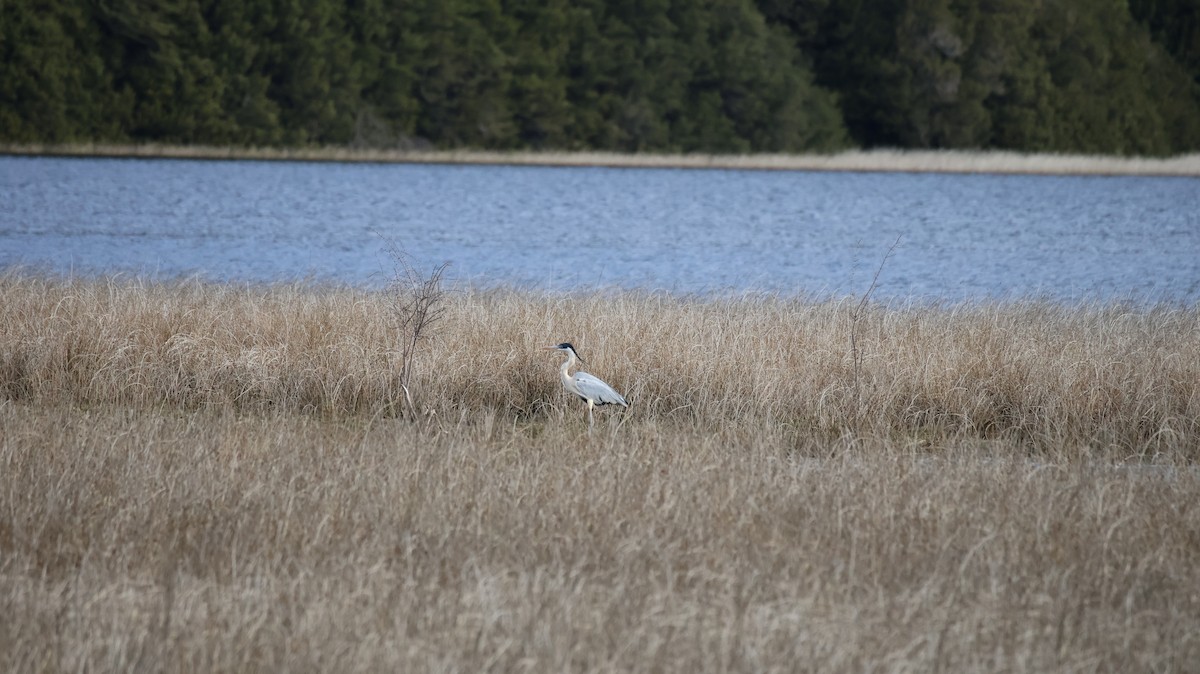 Cocoi Heron - ML641090026
