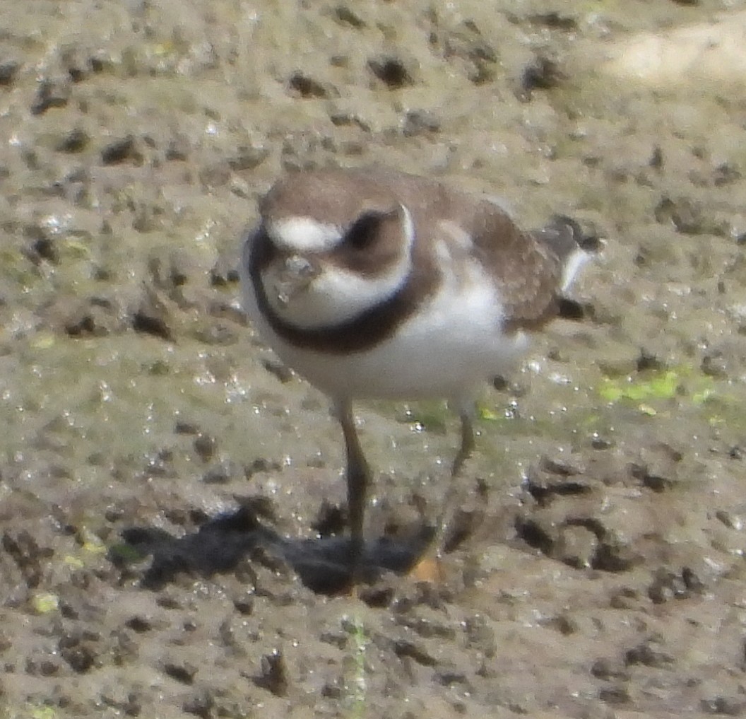 Semipalmated Plover - ML641090034