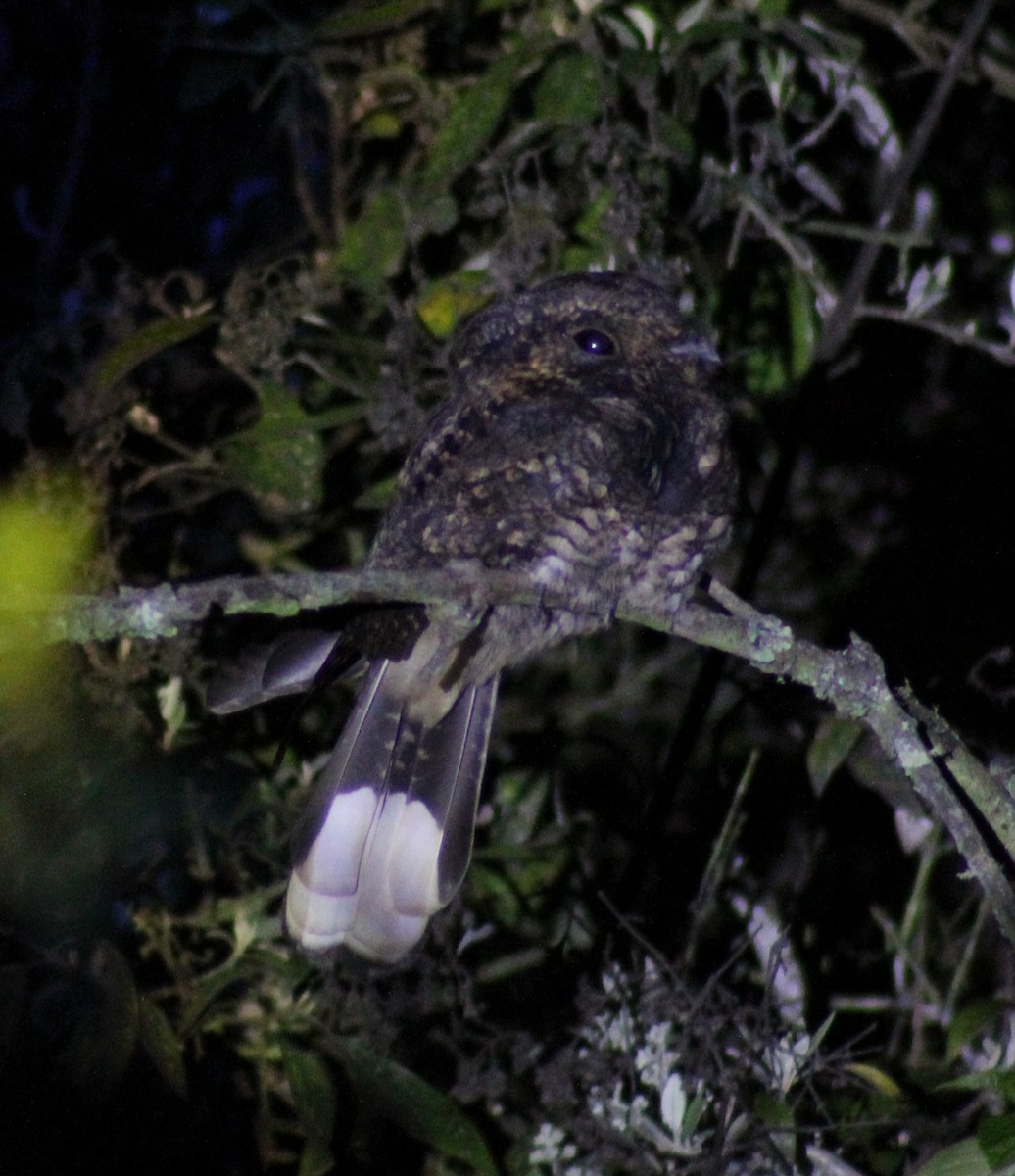 Mexican Whip-poor-will - ML641090047