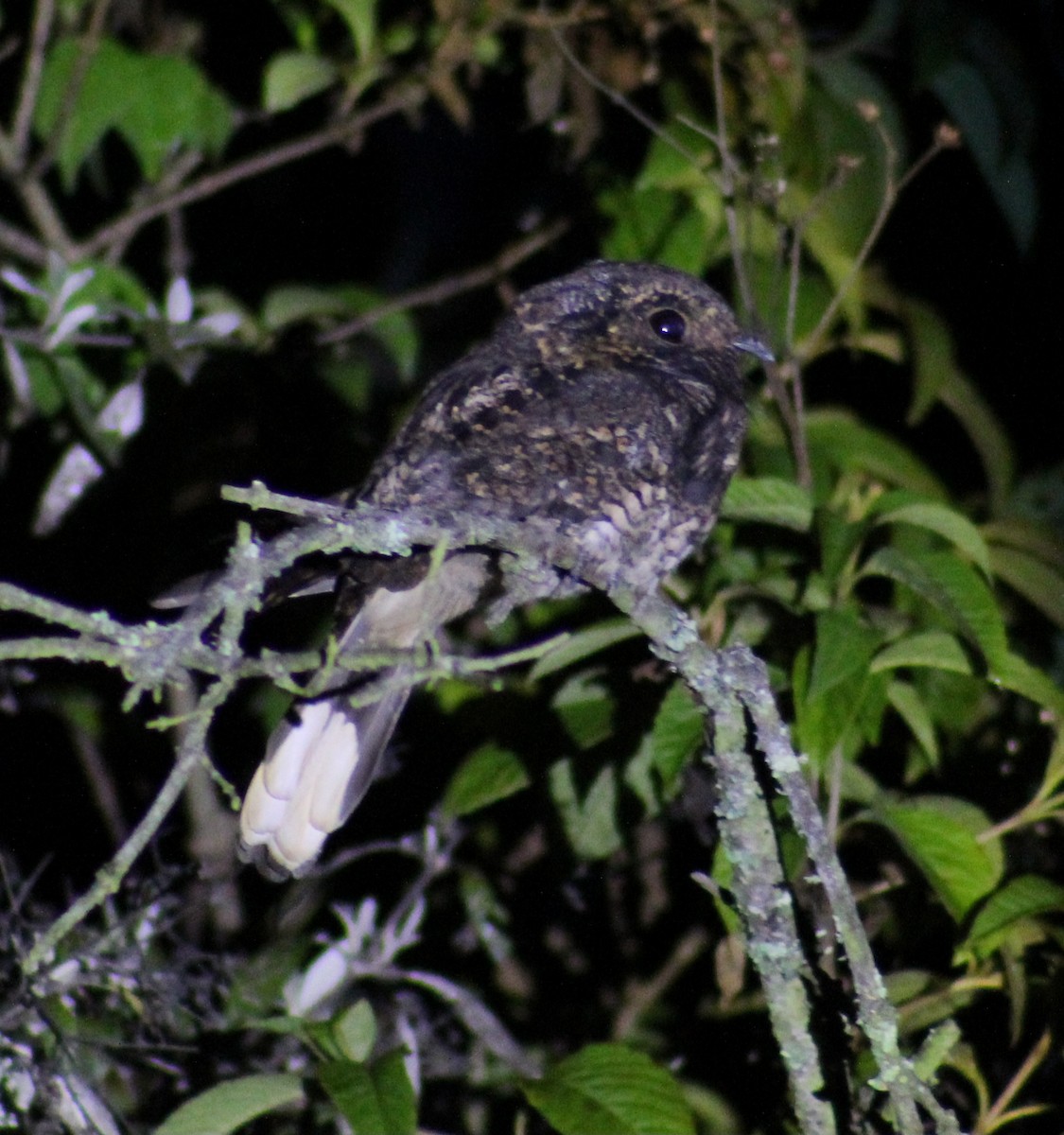 Mexican Whip-poor-will - ML641090048